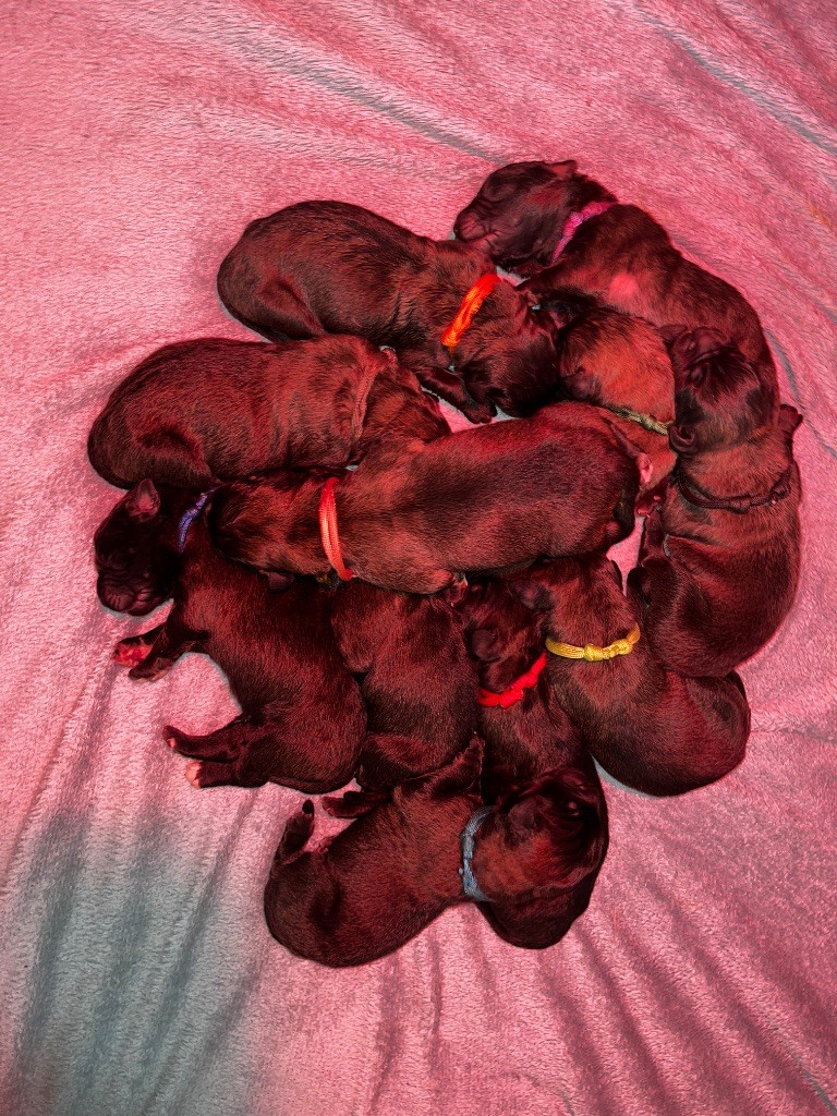 chiot Leonberger Des Gueules Noires Du Vaudoue