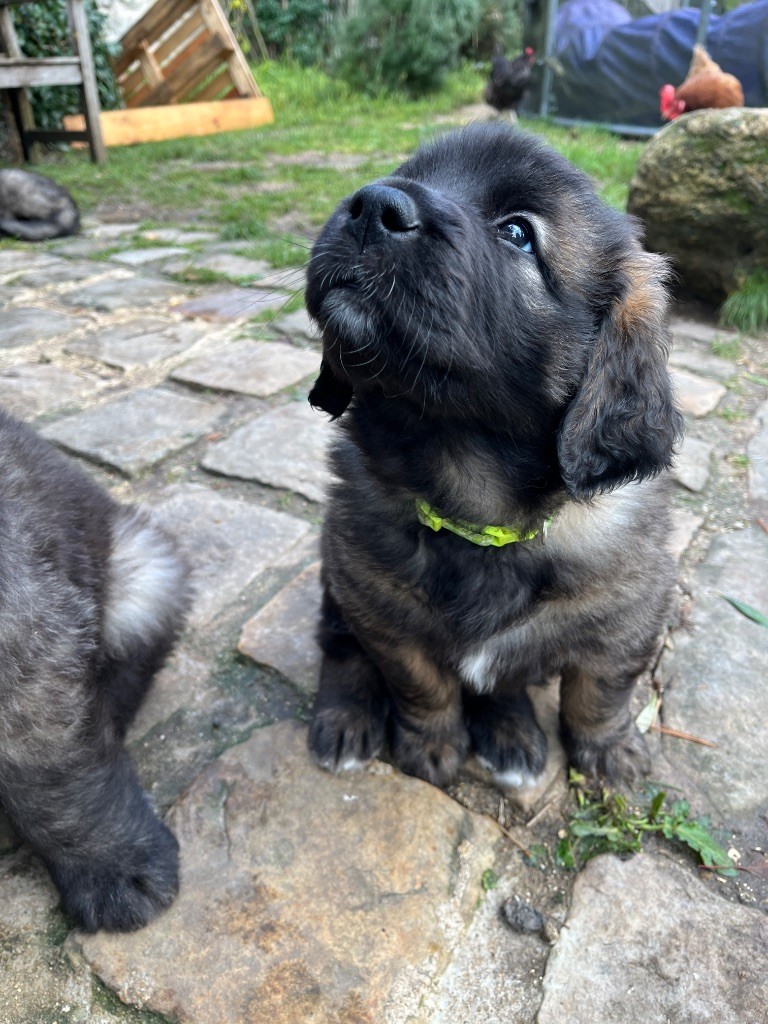 Des Gueules Noires Du Vaudoue - Chiot disponible  - Leonberger