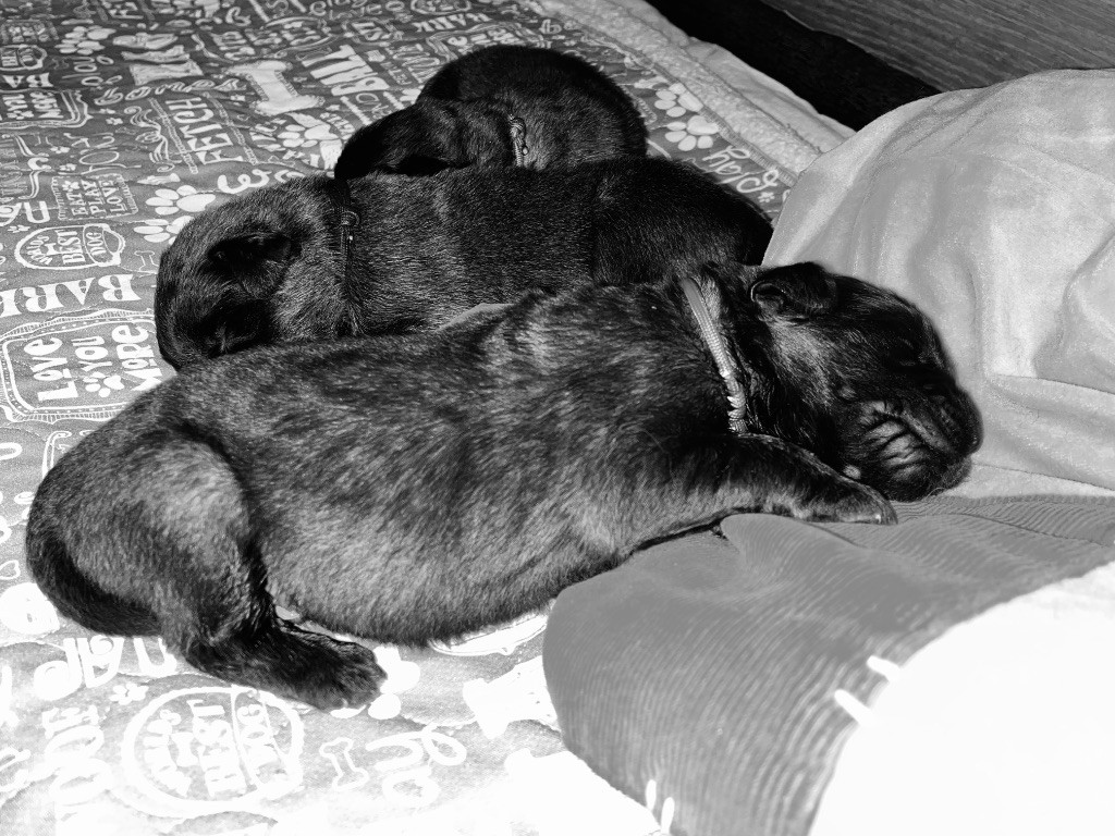 les bébés 