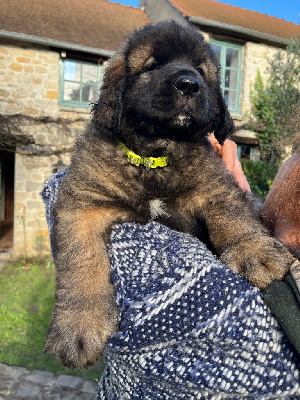 CHIOT